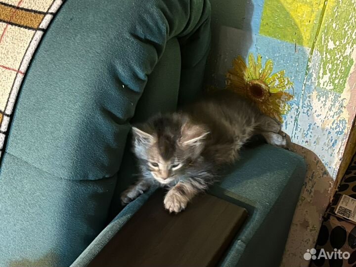 Котята мейн-кун