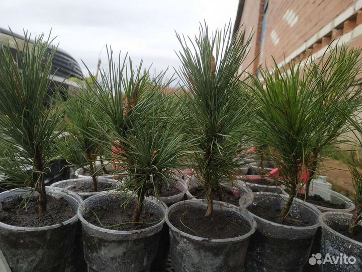 Кедр сибирский саженцы