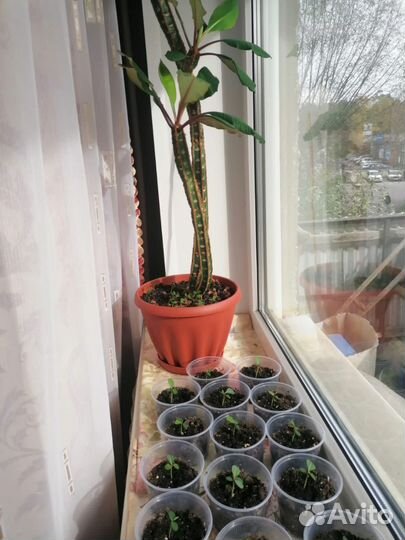 Продам цветы комнатные