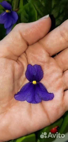 Фиалка, сорт Blue Boy