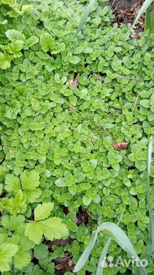 Пряные и декоративные растения