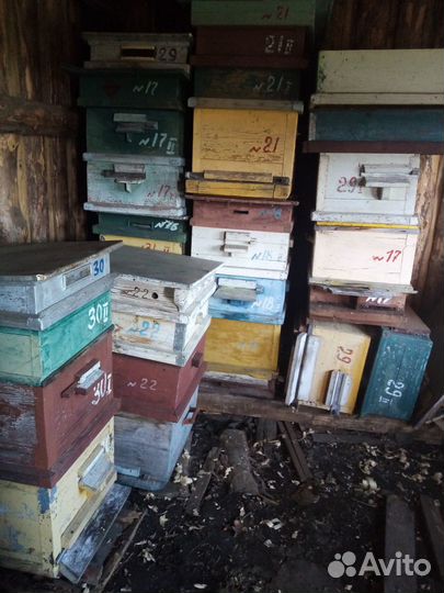 Продам пчел