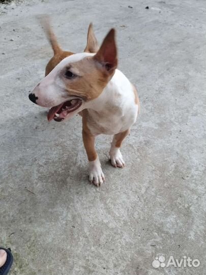 Мини буль Стич