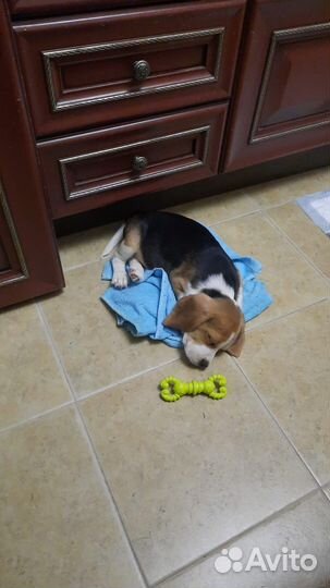 Щенки бигль