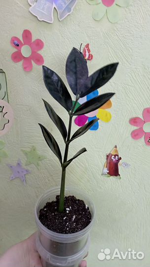 Замиокулькас черный