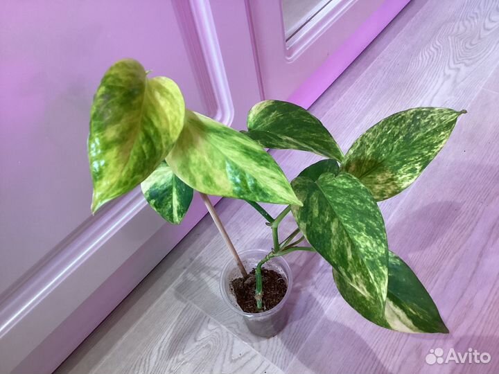 Сциндапсусы и эпипремнумы сортовые