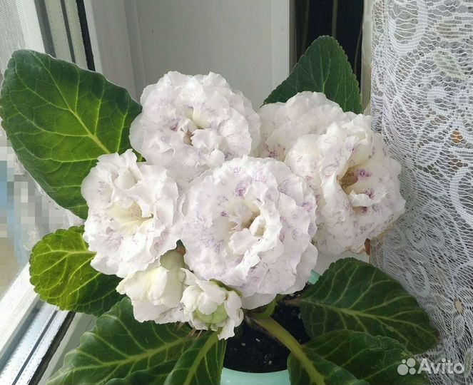 Глоксинии сортовые