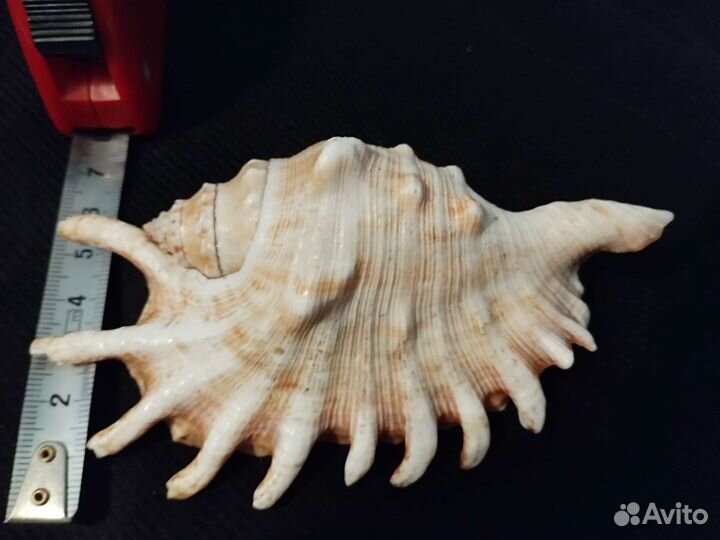 Ракушка морская