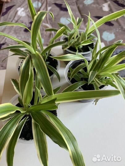 Хлорофитум