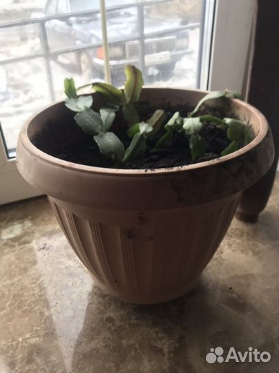 Декабрист- цветы комнатные