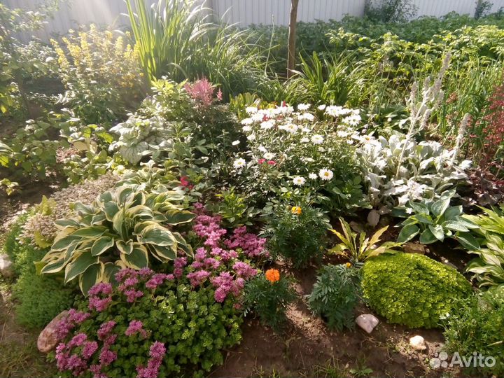 Многолетники