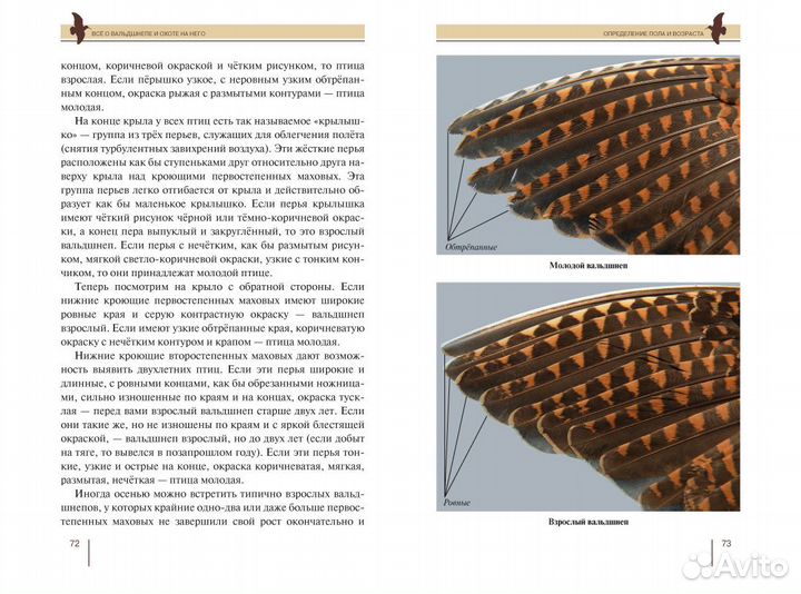 Всё о вальдшнепе и охоте на него