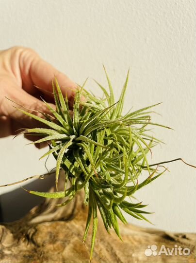 Тилландсия атмосферная