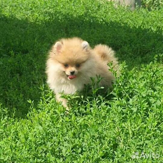 Щенки шпица