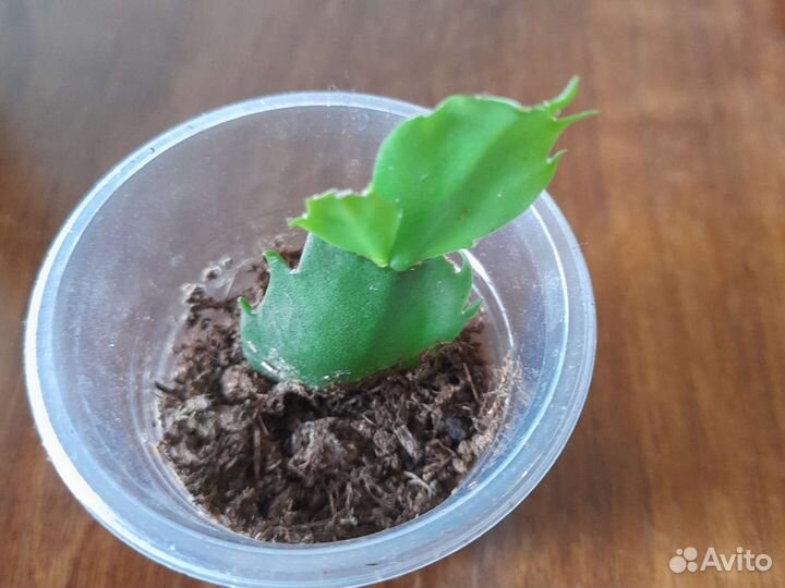 Декабрист оранжевый