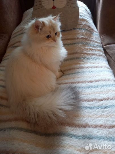 Британская длинношерстная девочка-валли