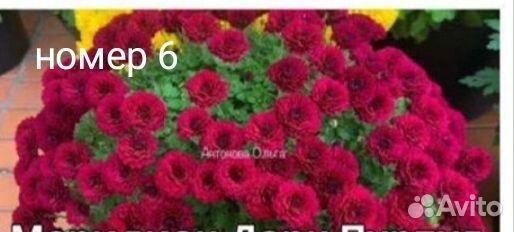 Хризантемы мультифлора, гвоздика ампельная