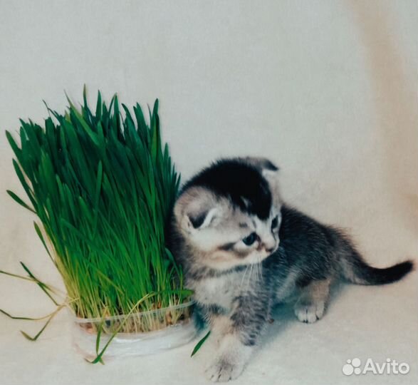 Шотландские котята