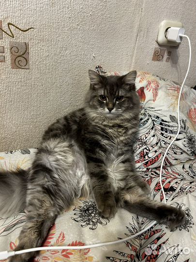 Отдам кота в добрые руки бесплатно