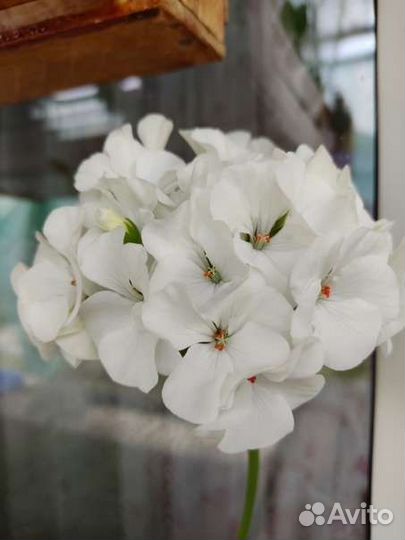 Пеларгония герань