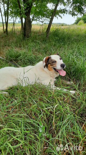 Старенькой собаке нужен дом