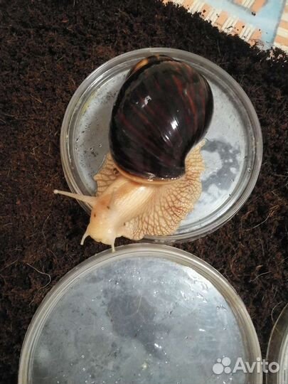 Улитки ахатины бесплатно