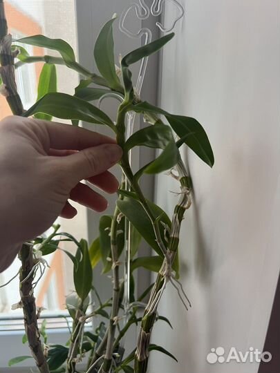 Орхидея дендробиум нобиле, или благородный