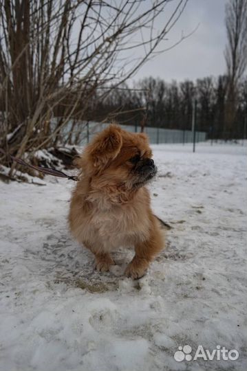 Пекинес в добрые руки