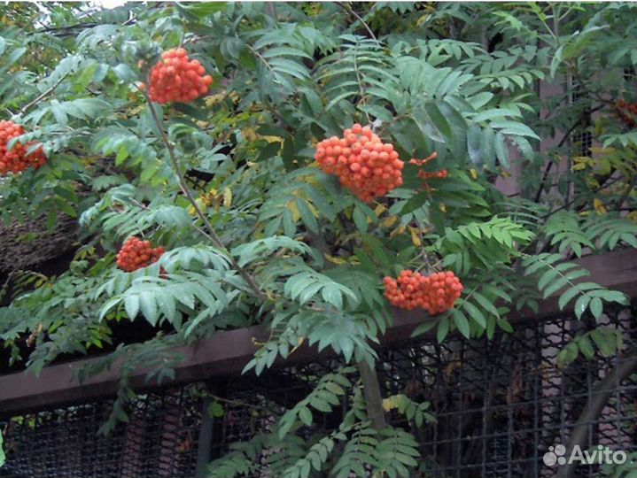 Саженцы красная рябина