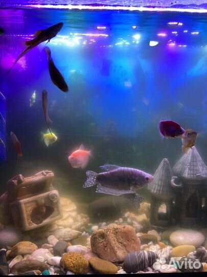 Аквариум с рыбками