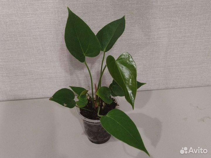 Антуриум Sweet Dream