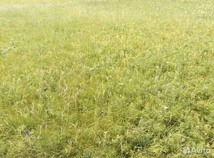 Сено остравное в рулонах