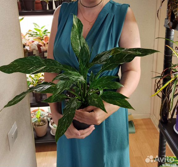 Спатифиллум Даймонд