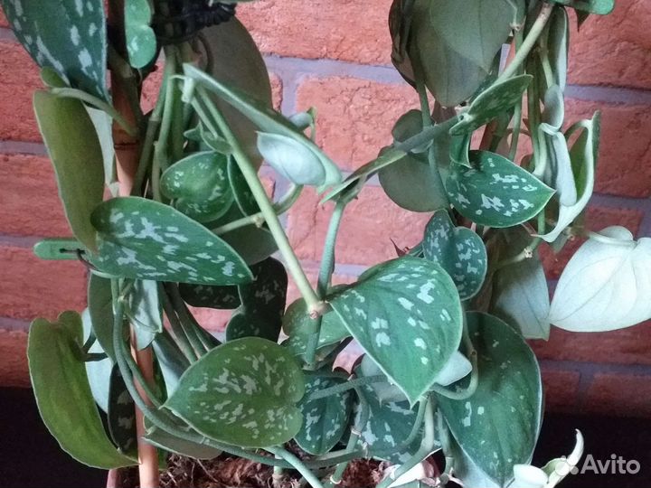 Сциндапсус пиктус расписной комнатное растение