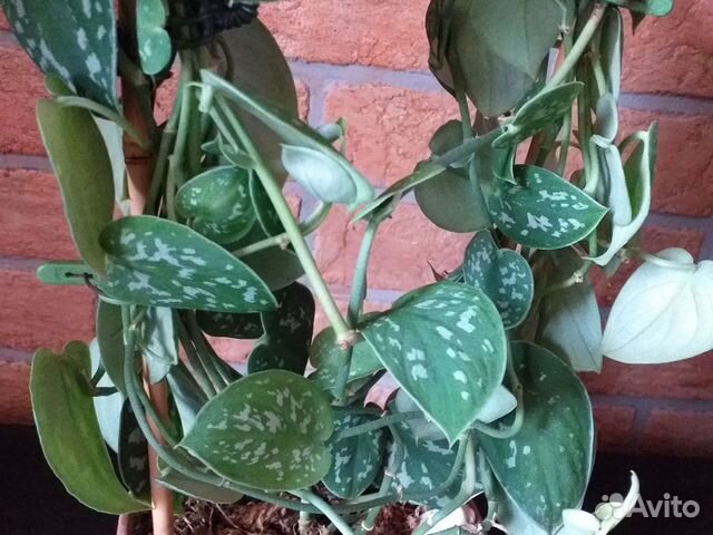 Сциндапсус пиктус расписной комнатное растение