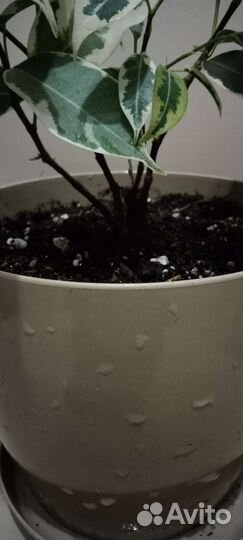 Фикус Кинки