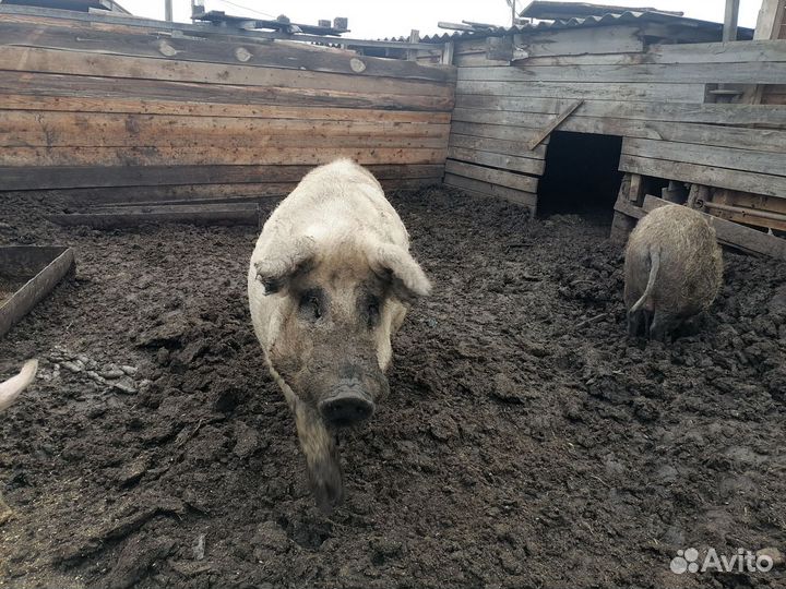 Хряк венгерской мангалицы