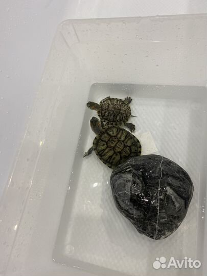 Водные черепахи