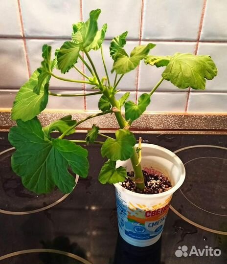 Розебудная герань plum rambler черенки