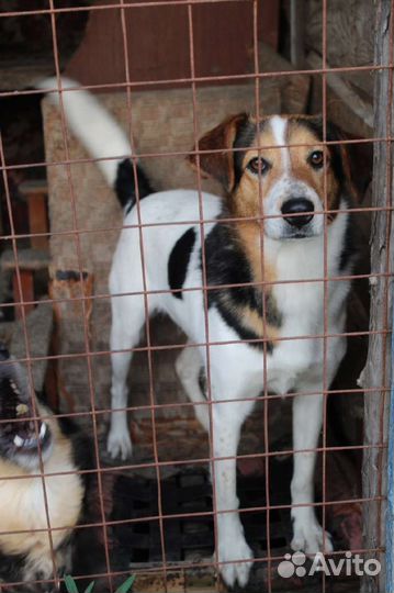 Бэлла ищет семью