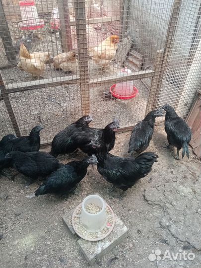 Куры молодки