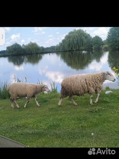Овцы Бараны ягнята южная мясная тексель