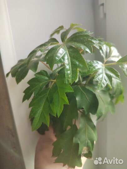 Комнатные цветы