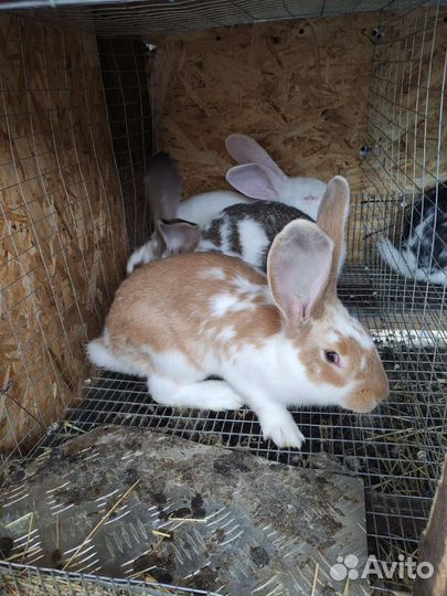 Кролики мясных пород
