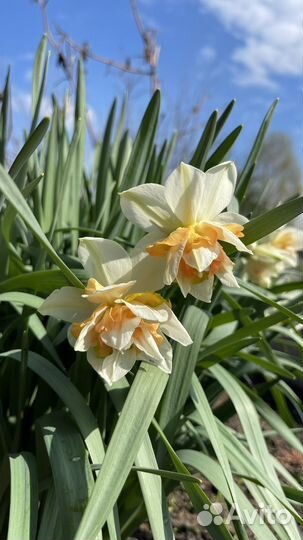 Луковицы нарциссов