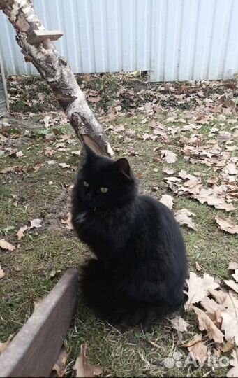 Яшка в поиске дома