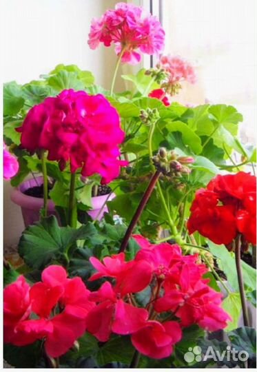 Герань пеларгония