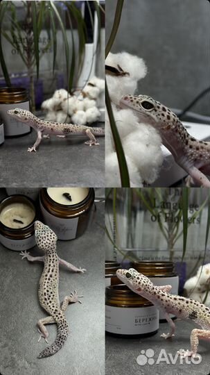 Эублефар малыши, подростки, взрослые