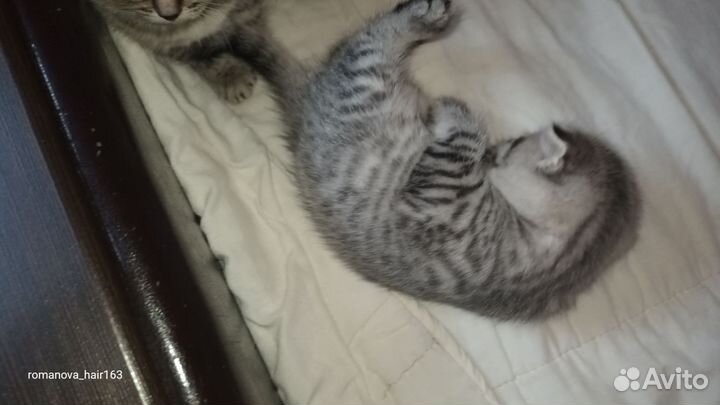 Шотландские котята