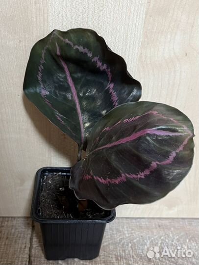 Фикус лирата, калатея дотти, стрелиция регина